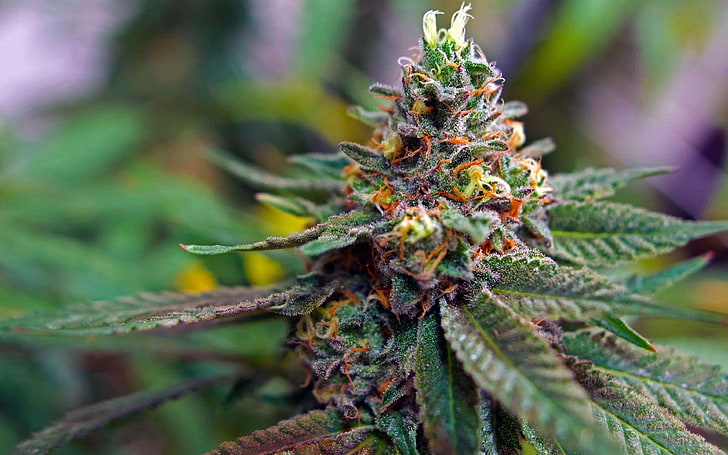 Discover New Strains of Weed at Our DC Dispensary post thumbnail image