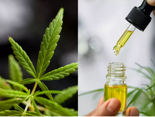 What Are Some Frequent Purposes of CBD Essential oil? post thumbnail image