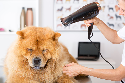 Give your correct pet proper grooming utilising best at-home dog blow dryer post thumbnail image