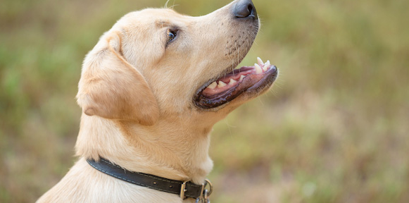 Discover Freedom and Safety with the Halo Dog Collar post thumbnail image