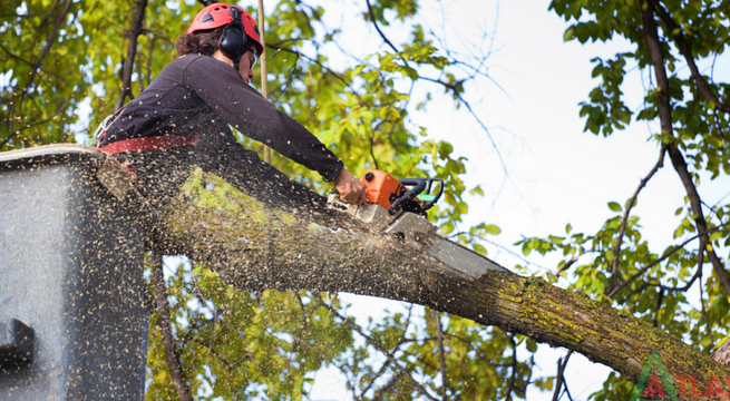 The Role of Tree removal services in Tree Preservation post thumbnail image