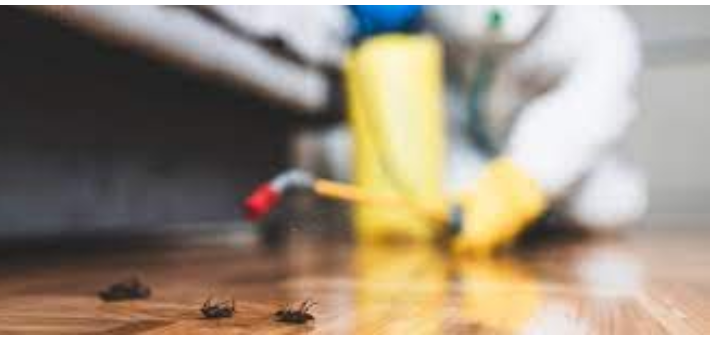 The Necessity of Regular Professional Pest Extermination Services post thumbnail image