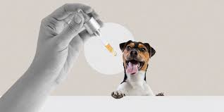 CBD Oil for Dogs: Promoting Comfort for Canine Friends post thumbnail image