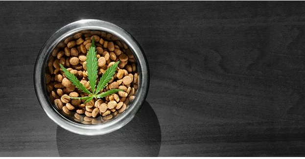 Choosing the Right Dosage of CBD Treats for Your Dog post thumbnail image