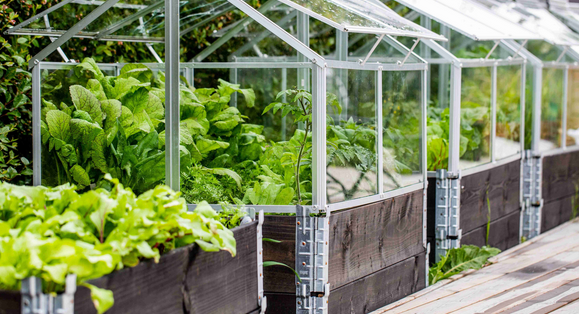 Sustainable Serenity: Embracing Greenhouses at Home post thumbnail image
