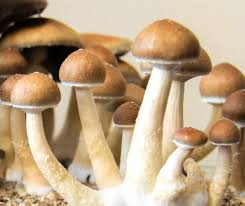 Learning the Risks and Great things about Magic Mushrooms post thumbnail image
