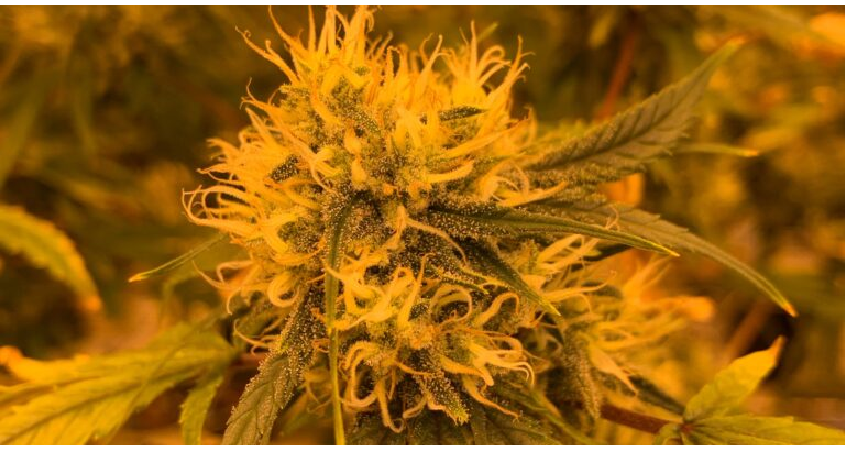 Dispensary Discoveries: Unveiling DC’s Marijuana Hotspots post thumbnail image