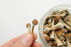 Discover the Magic of DC: A Guide to Buying Shrooms Legally post thumbnail image