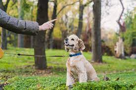 Canine Wisdom Unleashed: The Best Online Dog Training with Modern Dog Magazine post thumbnail image